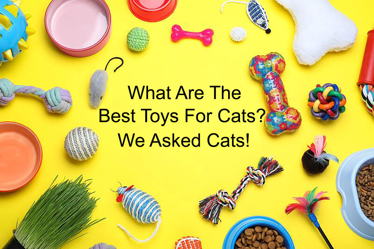 cat-toy-reviews-what-are-the-best-cat-toys